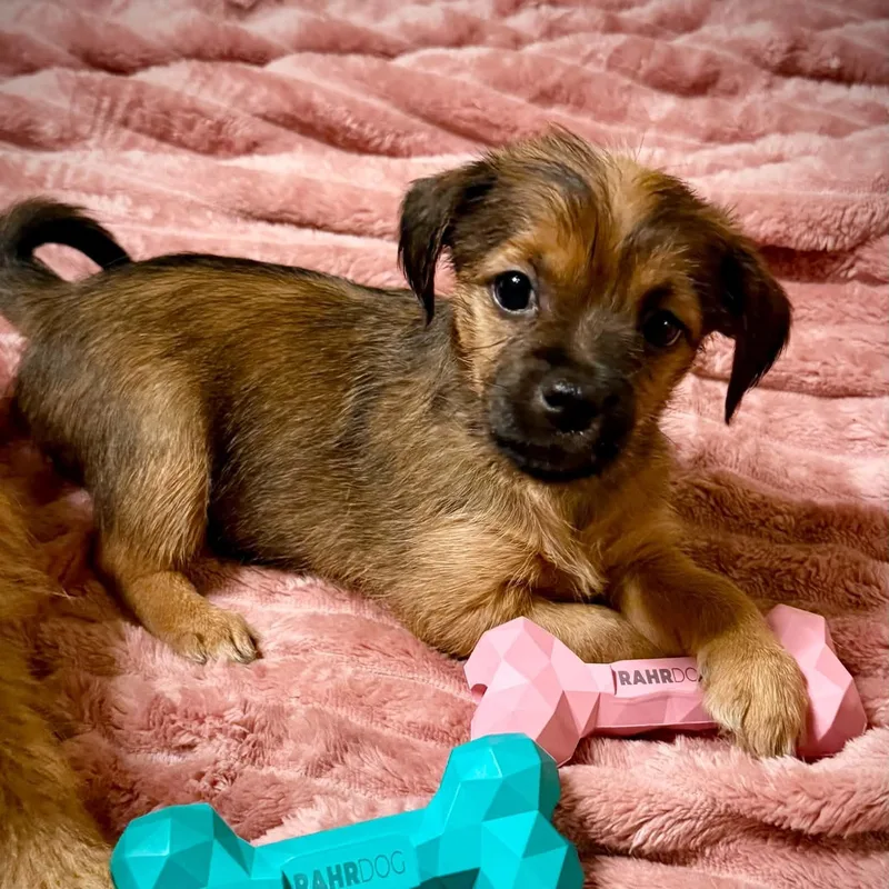 A young small-sized female Yellow / Tan / Blond / Fawn Terrier dog named Billie for adoption in Fort Worth, TX
