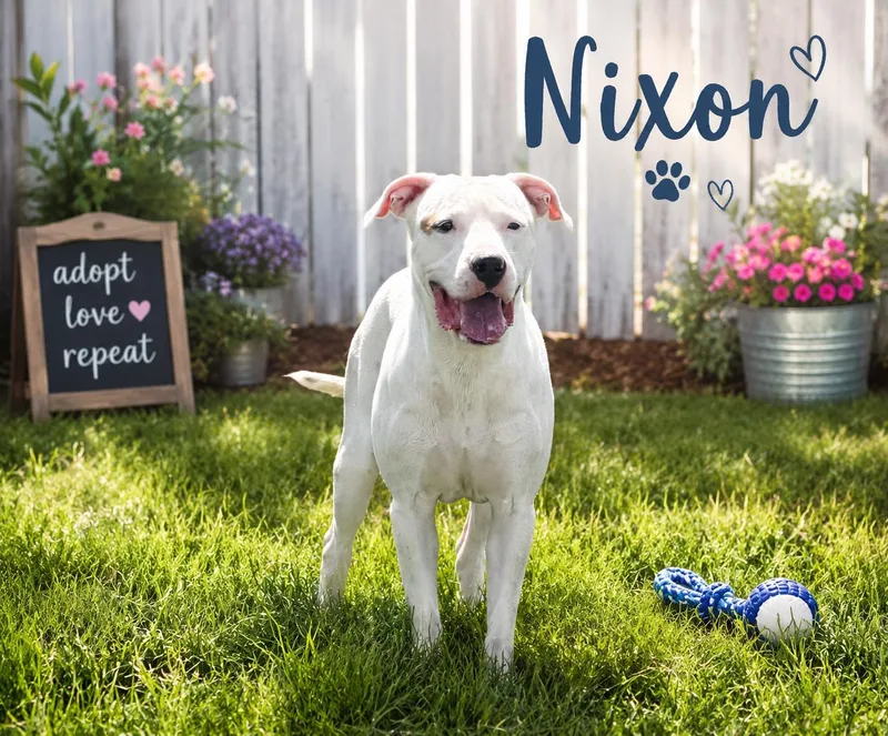 An adult large-sized male White / Cream Pit Bull Terrier dog named Nixon for adoption in Joliet, IL