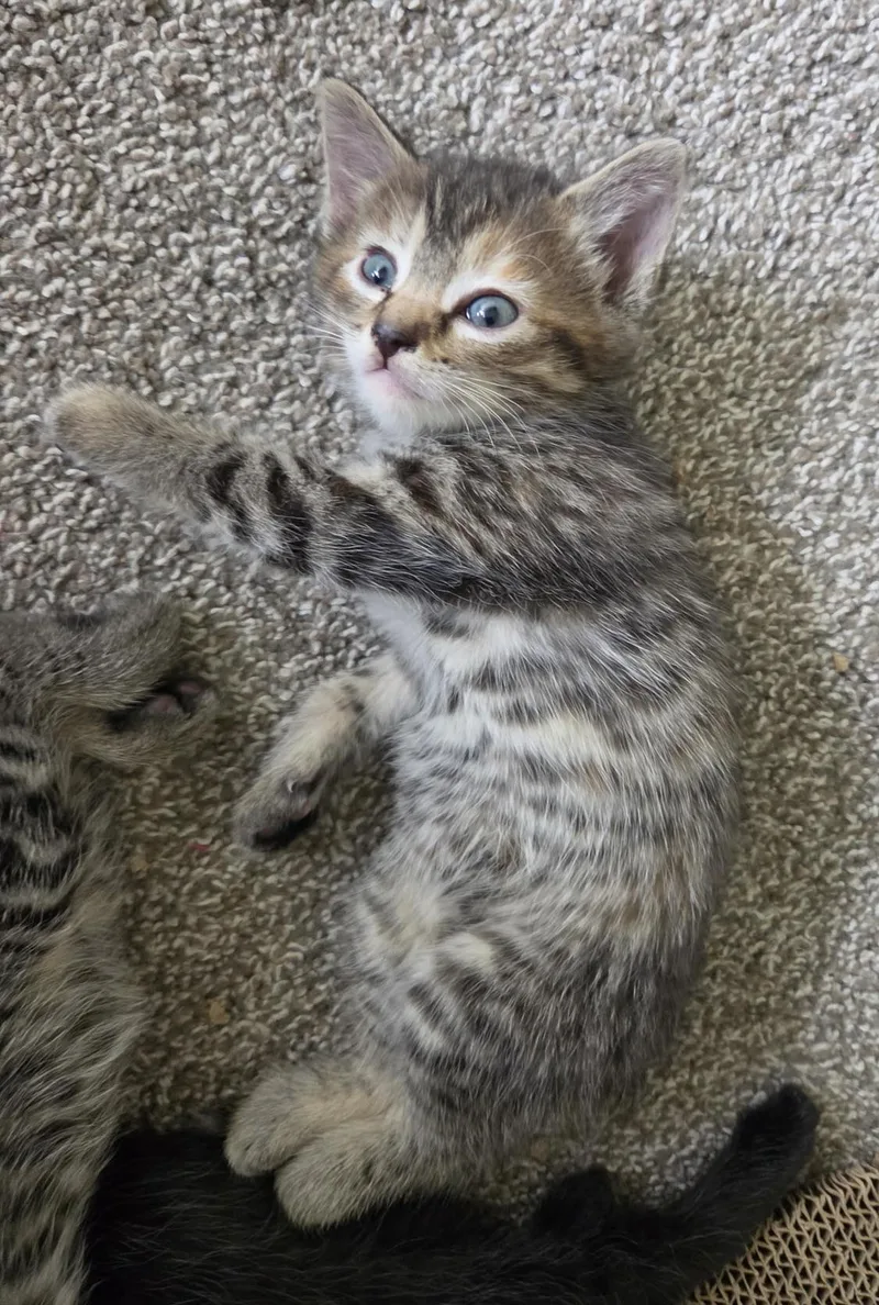 A baby medium-sized female Tabby (Buff / Tan / Fawn) Tabby cat named Chanterelle for adoption in Plain City, OH