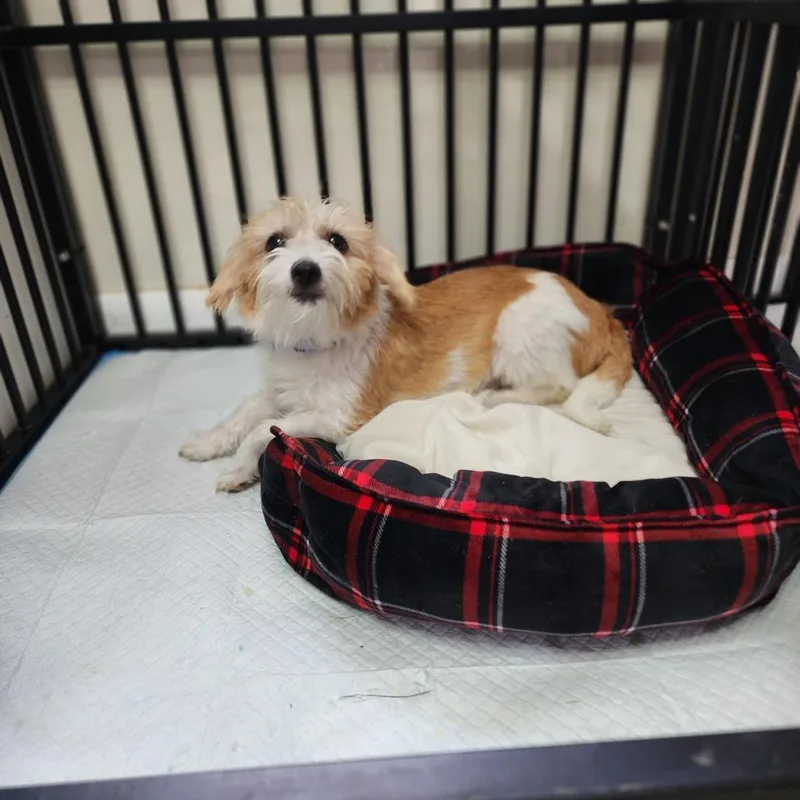 An adult small-sized female Terrier dog named Saffron for adoption in Toms Brook, VA