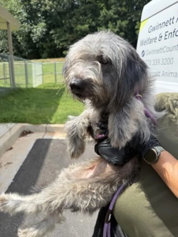 A young medium-sized female Terrier dog named Pen Sister for adoption in Lawrenceville, GA