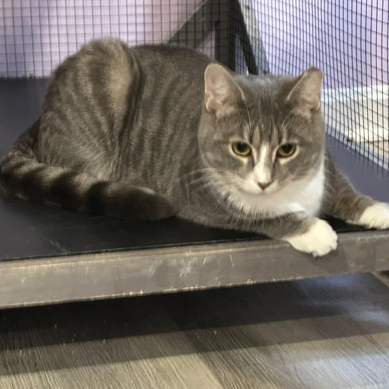 A young medium-sized male Black Domestic Short Hair cat named Mays And Dozy for adoption in Washington, PA