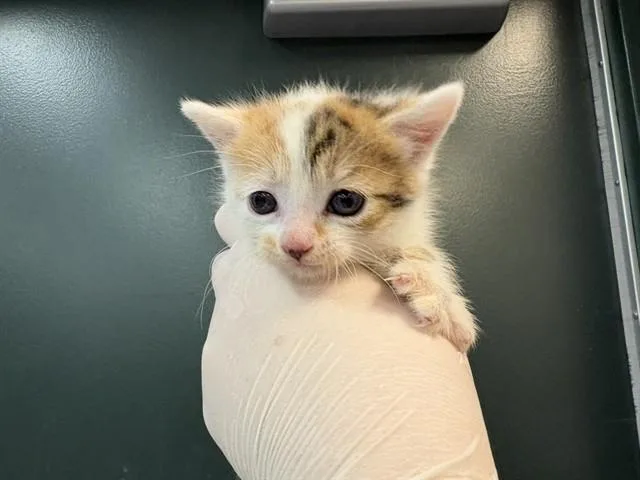 A baby small-sized female Domestic Short Hair cat named Lavender for adoption in Thousand Palms, CA