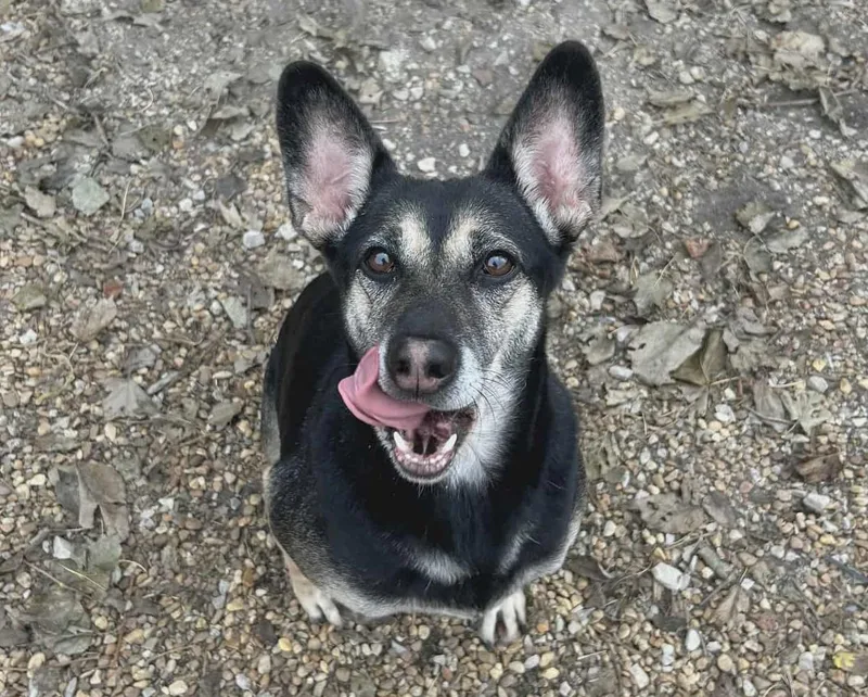 An adult medium-sized female Australian Kelpie dog named Gypsy for adoption in Anniston, AL