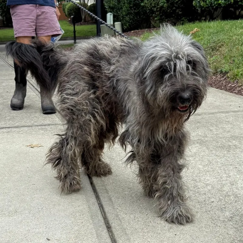 An adult medium-sized male Gray / Blue / Silver Standard Poodle dog named Kramer for adoption in Wake Forest, NC