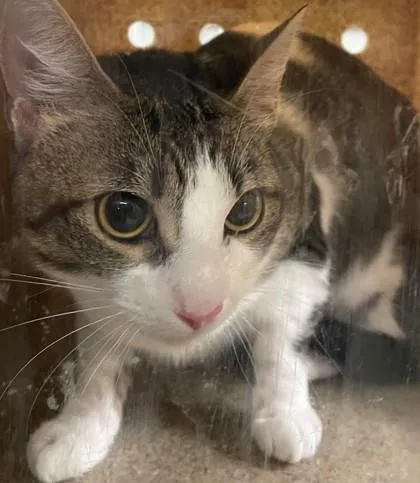 A young medium-sized female Domestic Short Hair cat named Stormy for adoption in Shreveport, LA