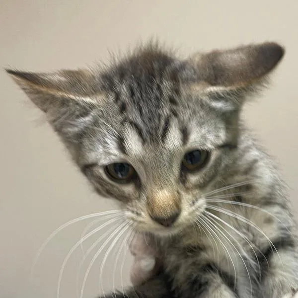 An adult medium-sized male Domestic Short Hair cat named Rochester for adoption in Des Moines, IA