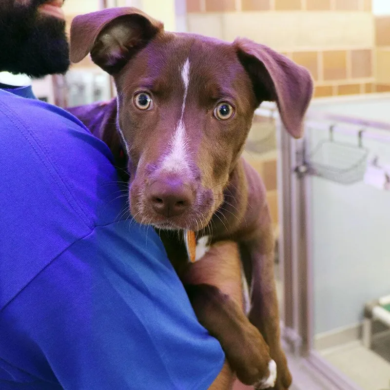 A baby medium-sized female Mixed Breed dog named Reese for adoption in Port Washington, NY