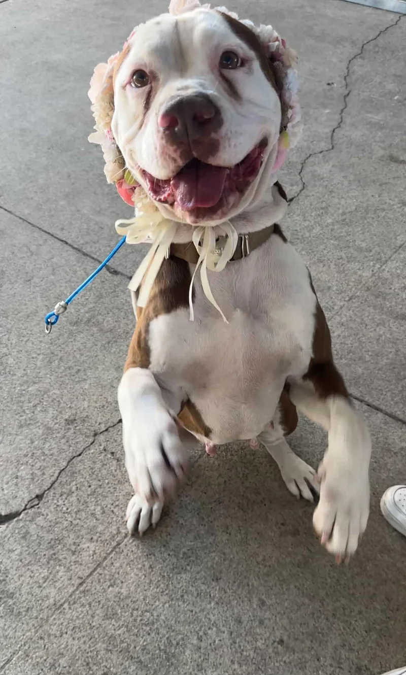 An adult large-sized female Brown / Chocolate Pit Bull Terrier dog named Sally for adoption in San Diego, CA