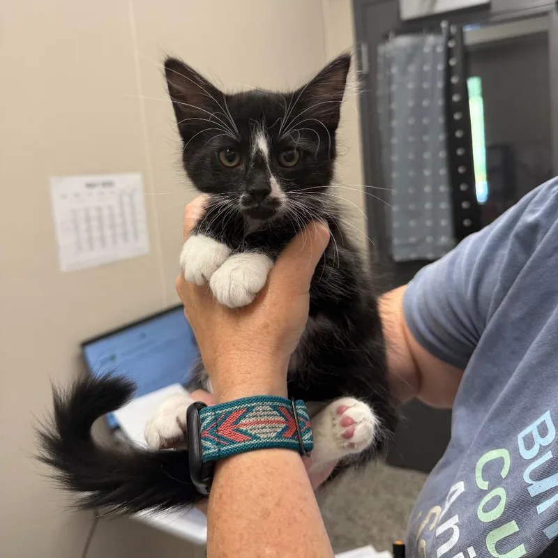 A baby small-sized female Black Domestic Short Hair cat named Sting for adoption in Morganton, NC