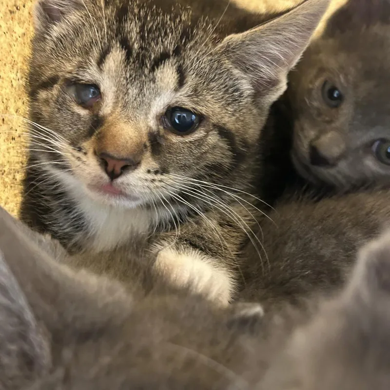 A baby small-sized female Gray / Blue / Silver Domestic Short Hair cat named Jake for adoption in Philadelphia, PA