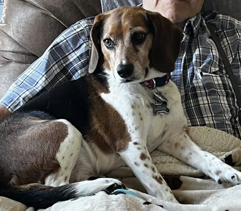 An adult medium-sized female Tricolor (Brown, Black, & White) Beagle dog named Lucy for adoption in Lansing, MI