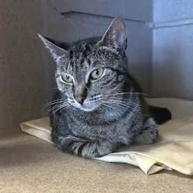 An adult medium-sized female Domestic Short Hair cat named Sophie for adoption in Washington, DC