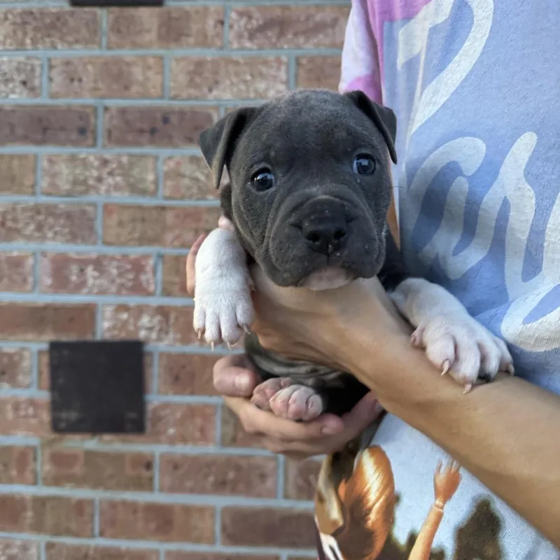 A baby small-sized male Gray / Blue / Silver Boxer dog named Tank for adoption in North Charleston, SC