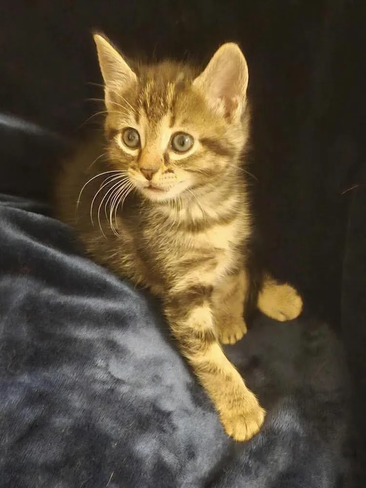 A baby small-sized female Gray / Blue / Silver Domestic Short Hair cat named Andromeda for adoption in WARNER ROBINS, GA