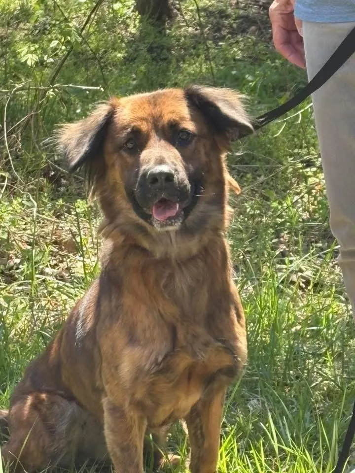 An adult medium-sized female Brown / Chocolate Shepherd dog named Sasha for adoption in Fincastle, VA