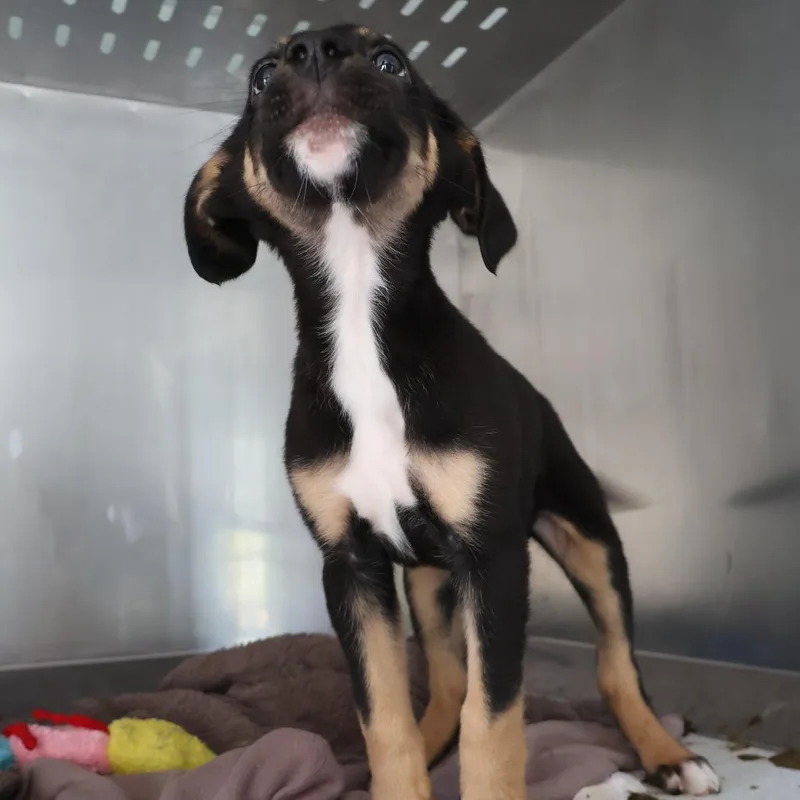A baby small-sized male Brown / Chocolate Mixed Breed dog named Rooby for adoption in Saint Charles, MO