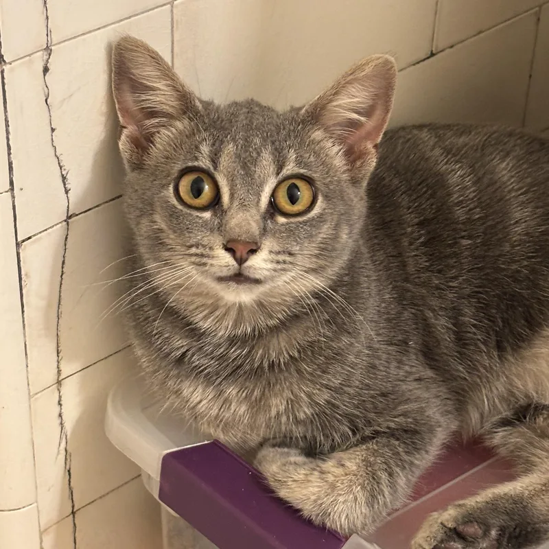 A baby medium-sized female Tabby (Gray / Blue / Silver) Domestic Short Hair cat named Pizza Penny for adoption in Pittsburgh, PA