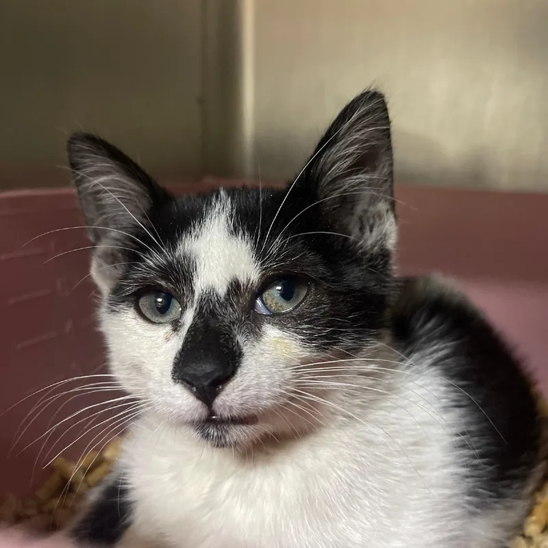A baby small-sized female White Domestic Short Hair cat named Hallow for adoption in Valley, AL