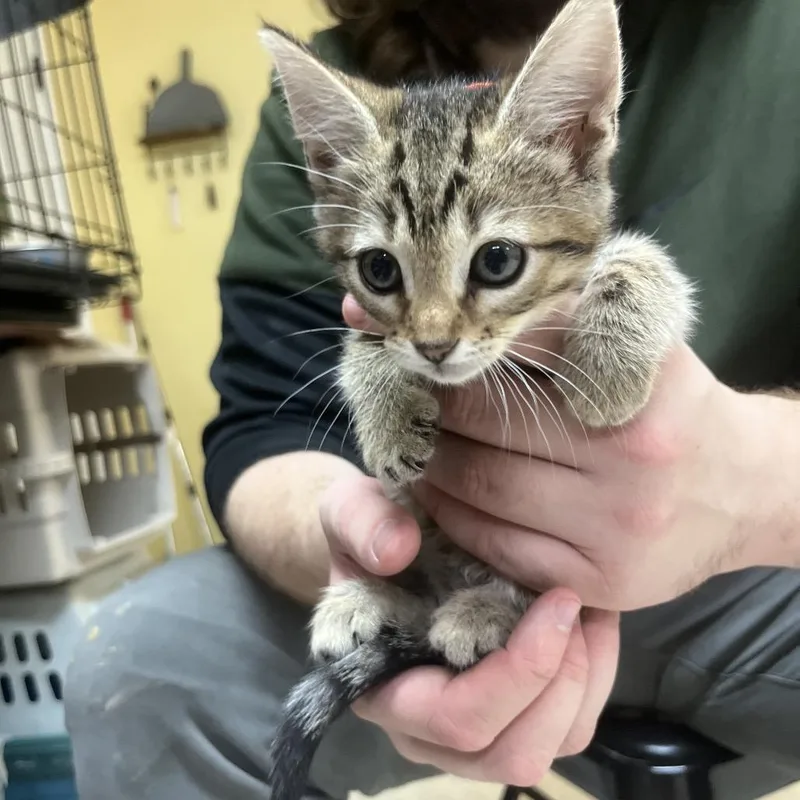 A baby small-sized female Brown / Chocolate Domestic Short Hair cat named Garbanzo B for adoption in Melrose, FL