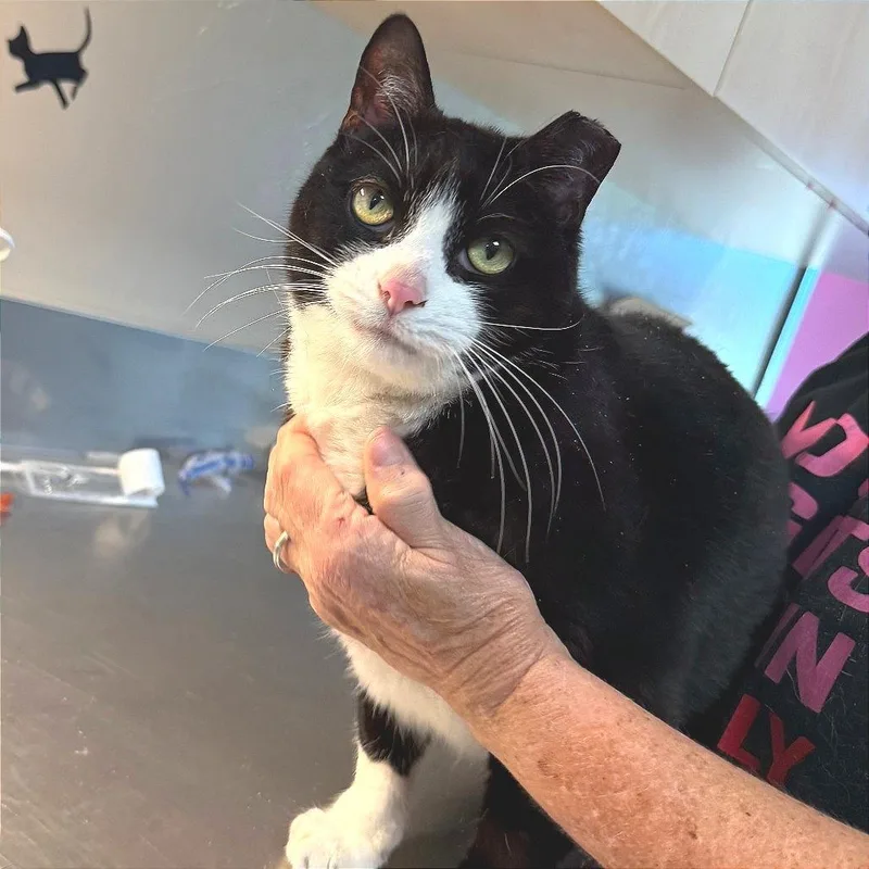 An adult large-sized male Black Domestic Short Hair cat named Soda Pop for adoption in Ponca City, OK