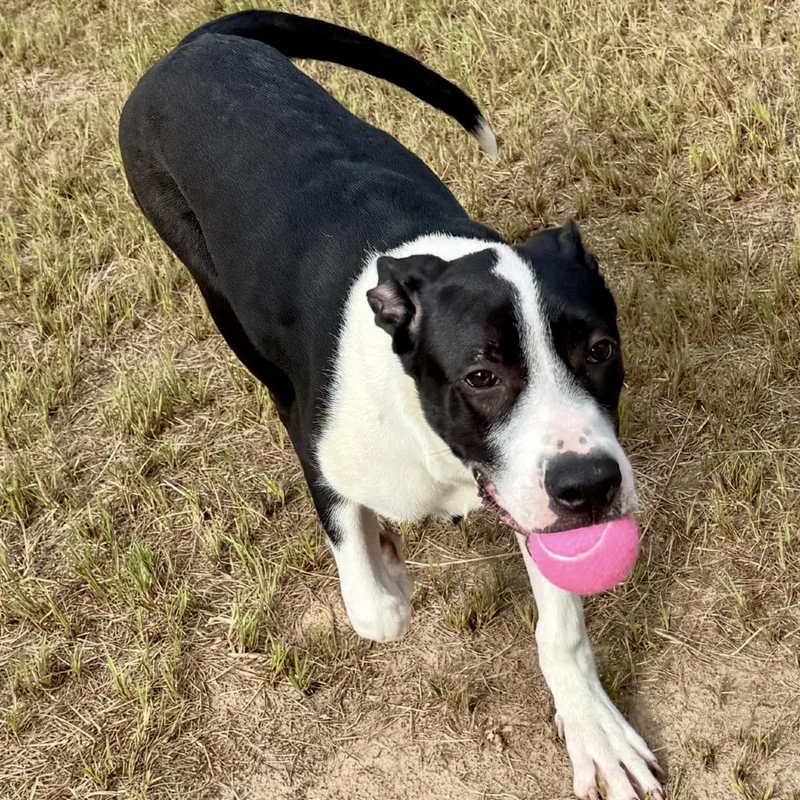 A young medium-sized female White / Cream Great Dane dog named Isla for adoption in Bastrop, TX