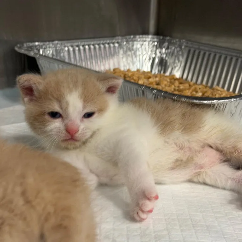 A baby small-sized male Buff / Tan / Fawn Domestic Short Hair cat named Frogmouth for adoption in Greensboro, NC