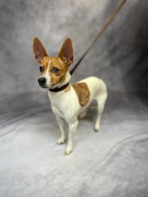 An adult small-sized female Chihuahua dog named Brownie for adoption in Ogden, UT