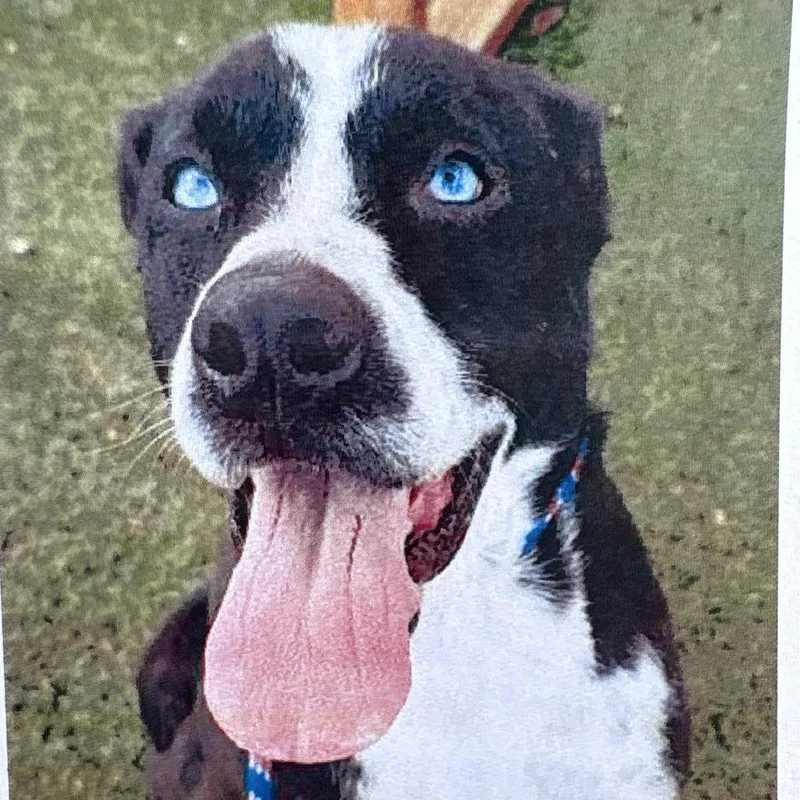 An adult large-sized male Black Catahoula Leopard Dog dog named Ryder for adoption in Yuma, AZ