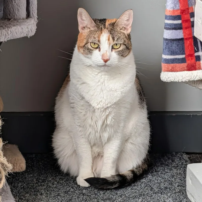 An adult large-sized female Calico Domestic Short Hair cat named Princess for adoption in Schnecksville, PA