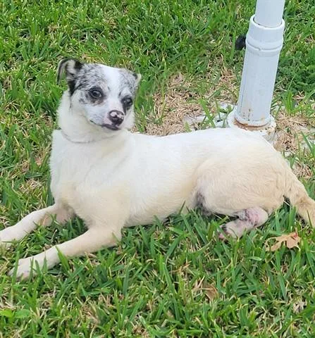 A young small-sized male Chihuahua dog named Booboo for adoption in Garland, TX