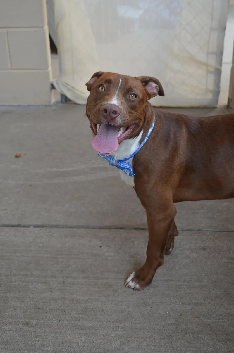 A young large-sized male Pit Bull Terrier dog named Snickers for adoption in McKinney, TX