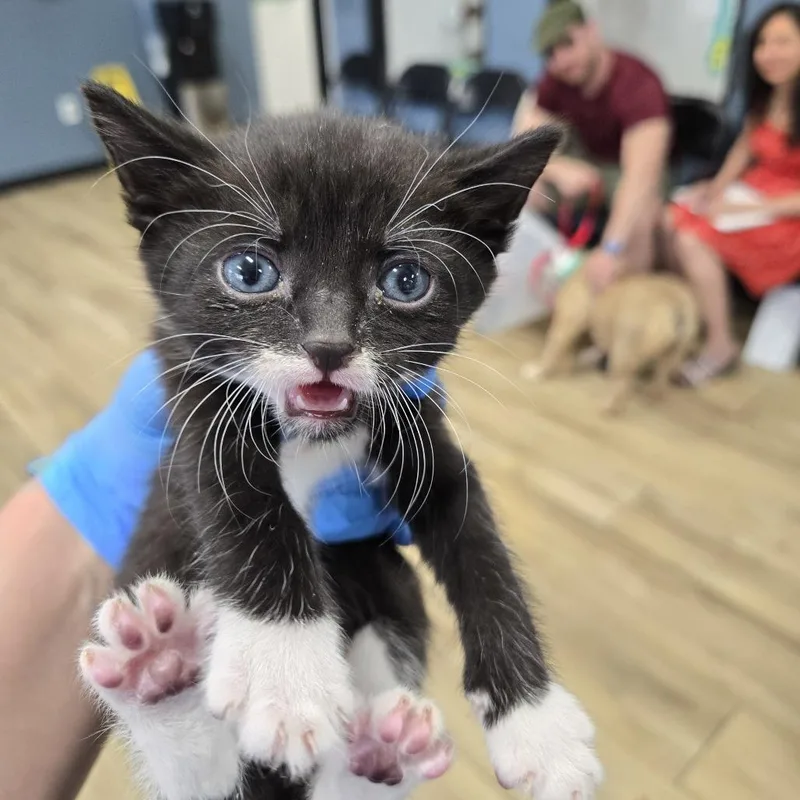 A baby small-sized male Domestic Short Hair cat named Dos for adoption in Newark, NJ
