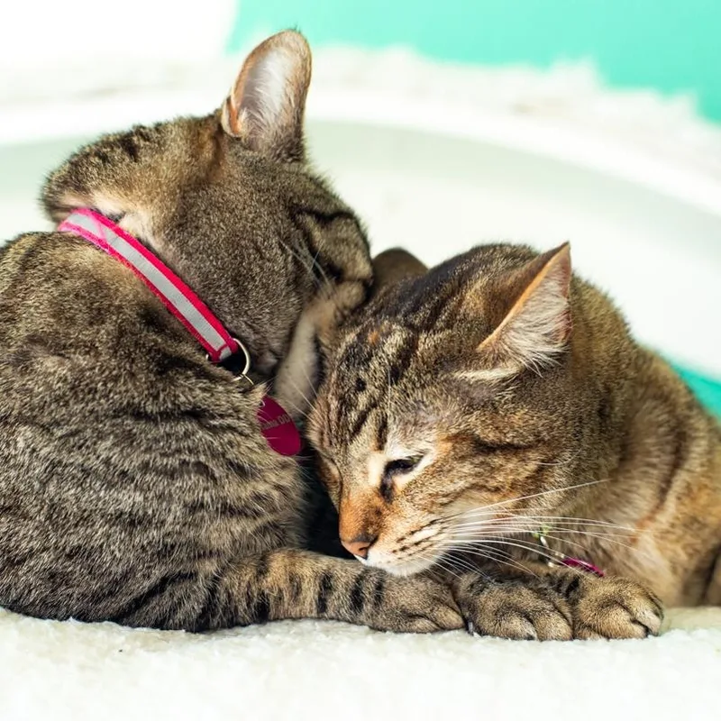 Mama Ding Ding  thumbnail 2