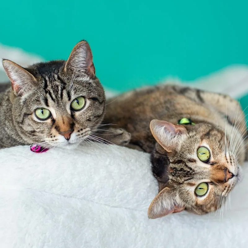 Mama Ding Ding  thumbnail 3