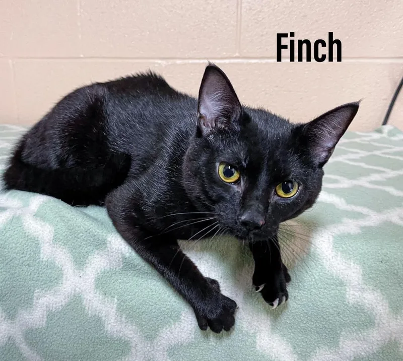 A young large-sized male Domestic Short Hair cat named Finch for adoption in Clearfield, KY