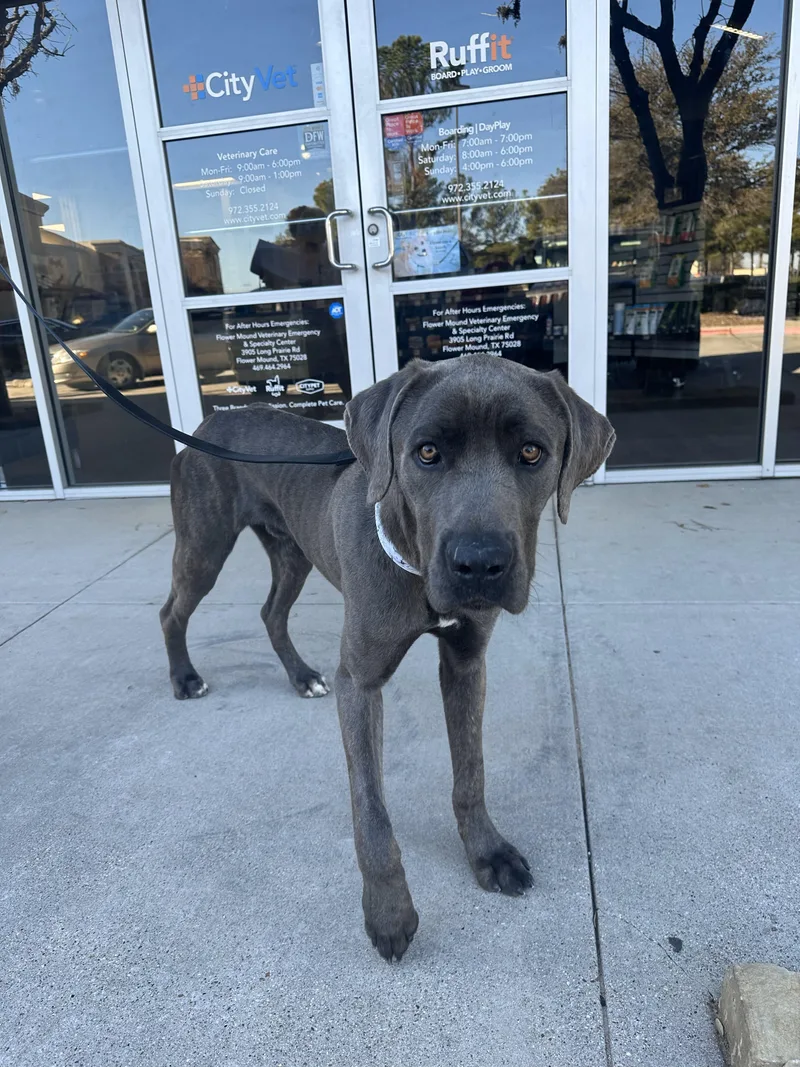 A young extra large-sized male Gray / Blue / Silver Cane Corso dog named Binks for adoption in Dallas, TX