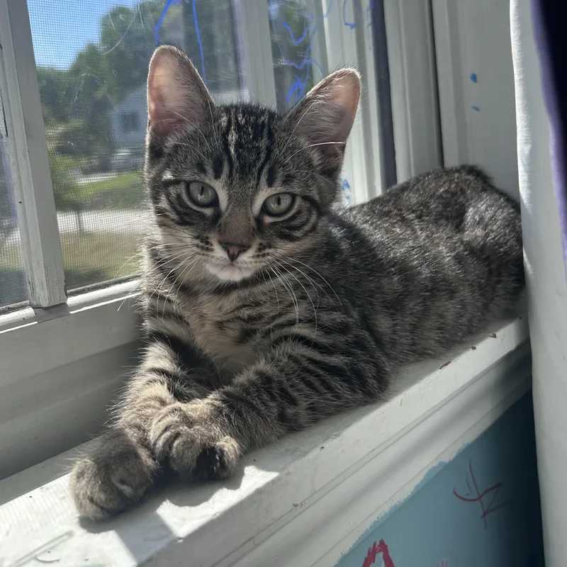 A baby small-sized male Tabby (Buff / Tan / Fawn) Domestic Short Hair cat named Muffin and Biscuit for adoption in Manchester, NH