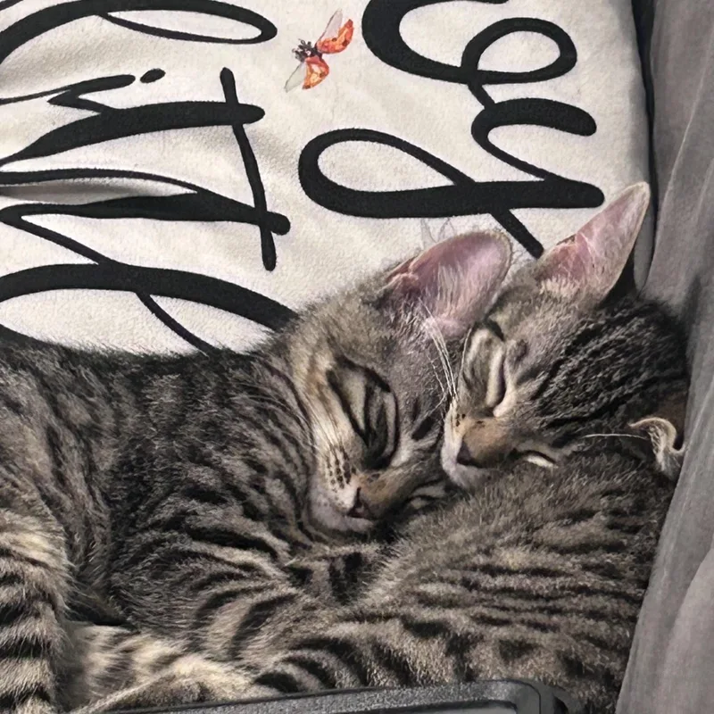 Muffin and Biscuit thumbnail 3