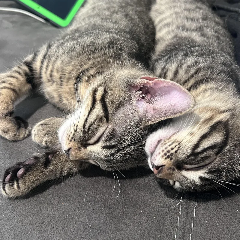 Muffin and Biscuit thumbnail 4