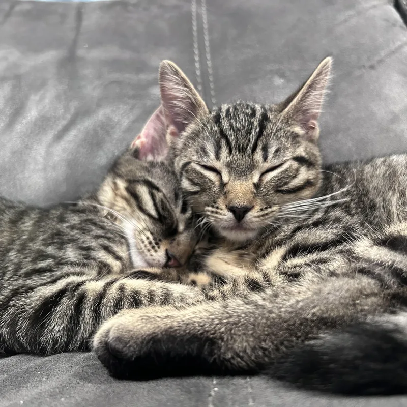 Muffin and Biscuit thumbnail 5