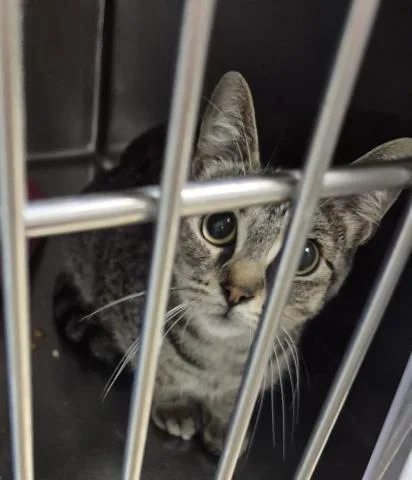 A young medium-sized female Domestic Short Hair cat named Delilah for adoption in Decatur, IL
