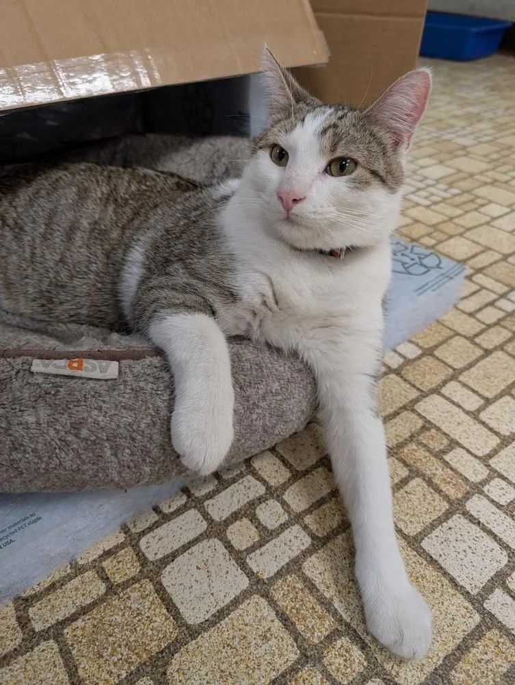 A young medium-sized female Domestic Short Hair cat named June for adoption in Papillion, NE
