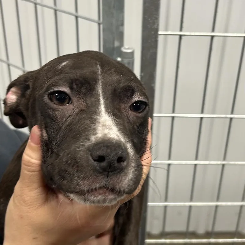 A baby small-sized female Brown / Chocolate Mixed Breed dog named Brownie for adoption in Bismarck, ND