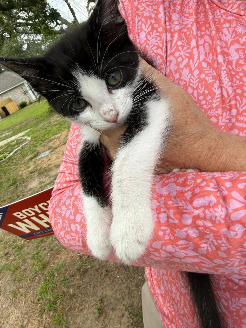 A young medium-sized female Black & White / Tuxedo Domestic Short Hair cat named Max for adoption in Pensacola, FL