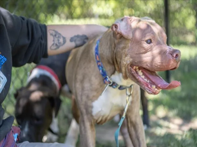 An adult medium-sized male Pit Bull Terrier dog named Monte for adoption in Chapel Hill, NC