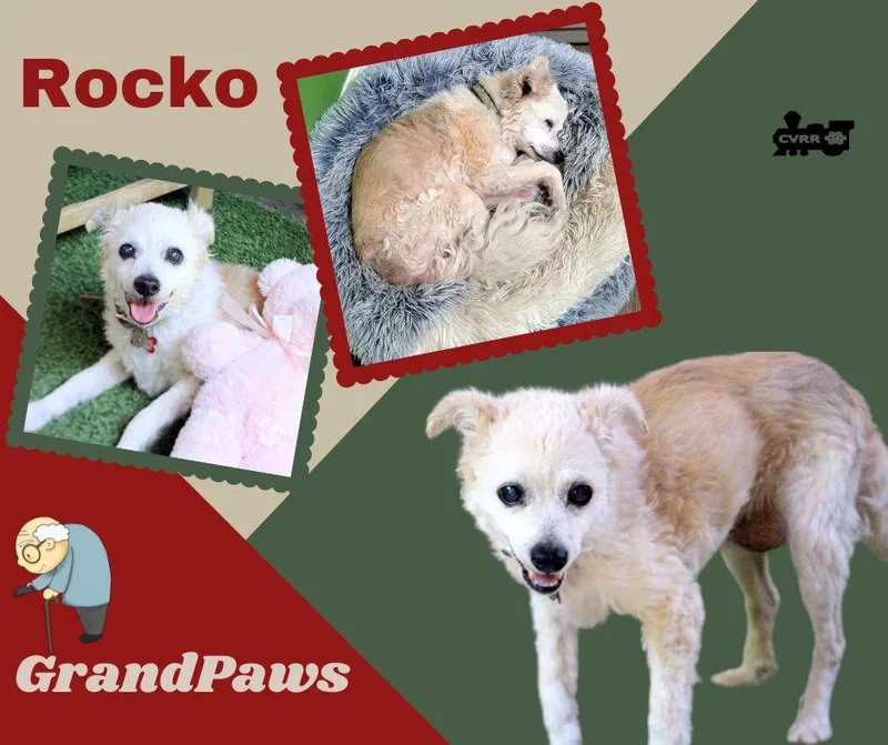 A young small-sized male Terrier dog named Rocko for adoption in LINDSAY, CA