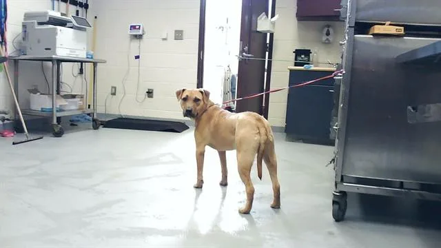 A young medium-sized female Labrador Retriever dog named Scoobi for adoption in Fayetteville, NC