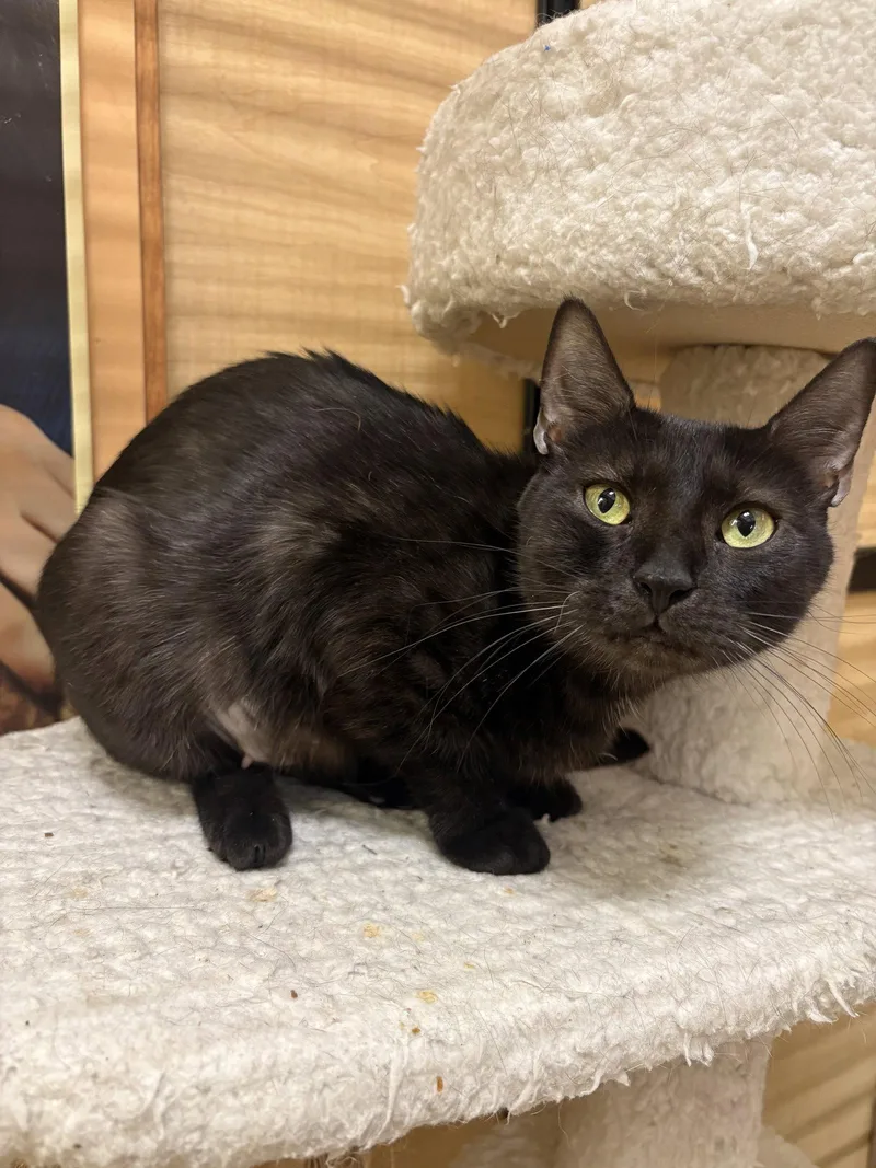 An adult medium-sized female Black Domestic Short Hair cat named Raven for adoption in Yardley, PA