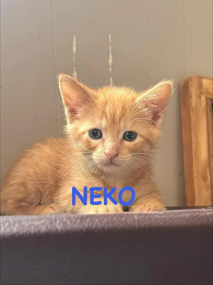 A baby small-sized male Orange & White Domestic Short Hair cat named Neko for adoption in Lincoln, NE
